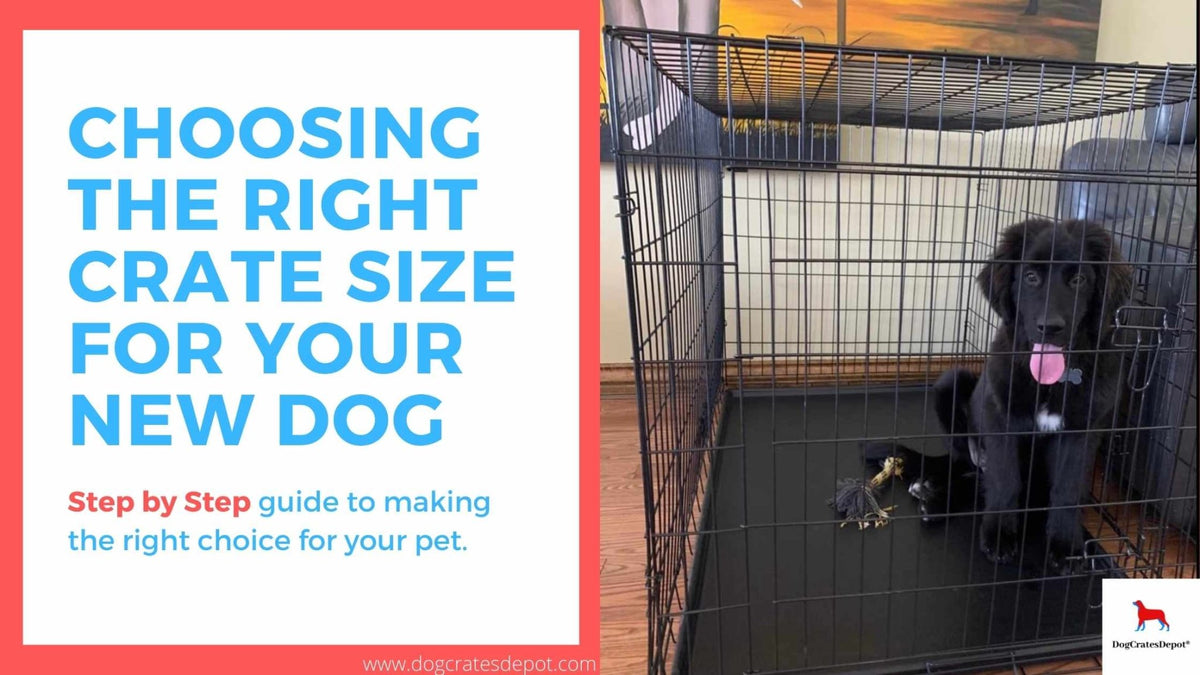 Recommended crate size for labrador hotsell