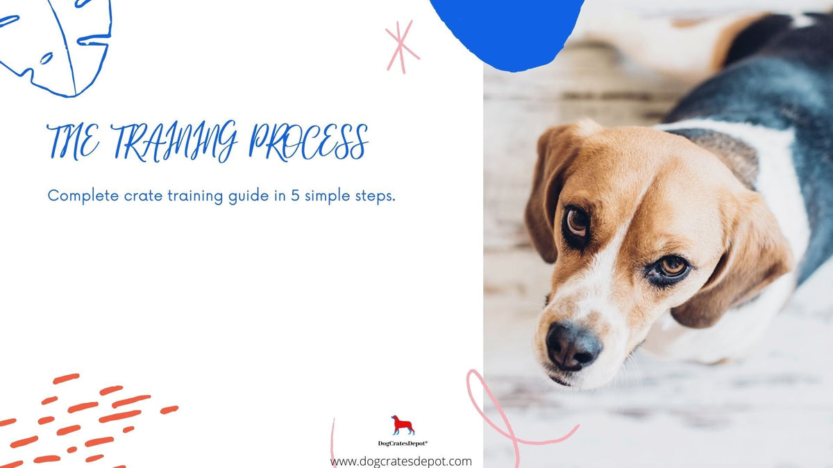 The Training Process - Dog Crates Depot®